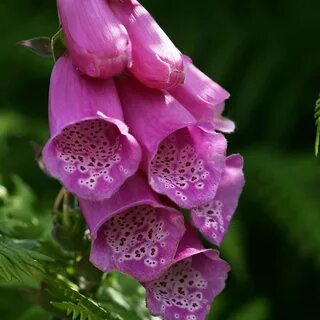 Foxglove - Yorkshire Flower Essences