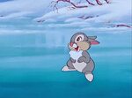 Thumper Wallpapers High Quality Download Free