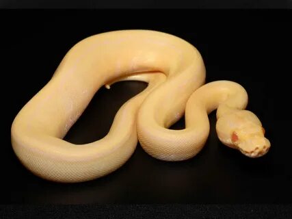 Banana Pinstripe Ball Python 10 Images - Z Out Of Stock Supe