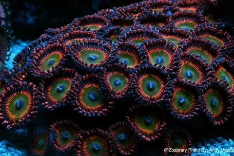 Zoabrary (Zoanthid ID) The Zoanthid Library