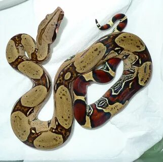 Peruvian redtail Boa constrictors for sale