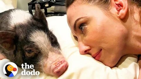 Tiny Pig Rescued by Whitney Cummings Has the Biggest Heart The Dodo - YouTube