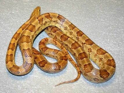 Buf Cornsnake - Ians Vivarium