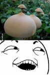 A pretty mushrooms - 9GAG