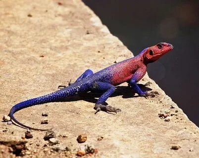 Spiderman Agama Facts and Pictures