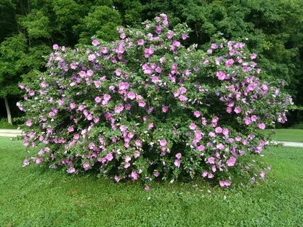 Rose of Sharon-want for my yard! Garden hedges, Rose of shar