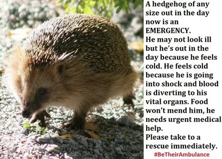 Hedgehog Cabin's tweet - "⚠ ️BEWARE .️There's some cruel antih