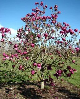 Magnolia Black Tulip 2 Lincoln ... Magnolia tree landscaping