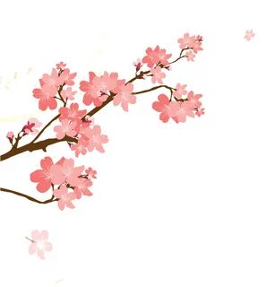 Download Korean Style Cherry Blossom Cartoon Transparent - C