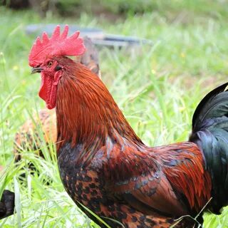 Rooster Farm free image download