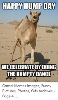 Cool Hump Day Camel Related Keywords & Suggestions - Cool Hu