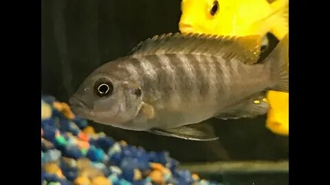 African Mbuna Cichlids Yellow Lab Aquarium 7 Favorited Ice B