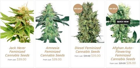 Growers Choice Seeds Reviews - Should They Be Your First Cho