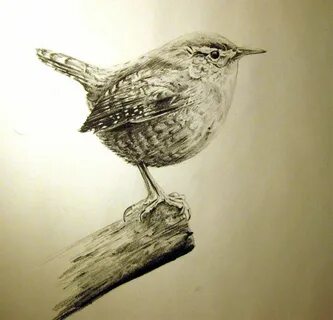 Jenny Wren by MrEkul on deviantART Bird drawings, Bird pen, 