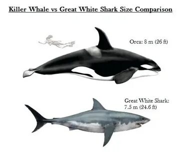 Size Comparison Killer Whale Great White - henleymansdeals