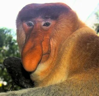 Archivo:Portrait of a Proboscis Monkey.jpg - Wikipedia, la e