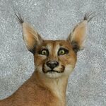 Caracal Cat Life-Sizes Mount For Sale #15112 For Sale - The 