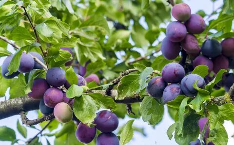Going Green: 6 Fruit Trees to Grow in your Garden - The Even