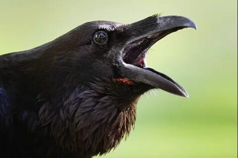 Revengeful crows hunting man for 3 years