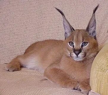 Caracal Kitten for sale, Caracal cat, Bengal kittens for sal