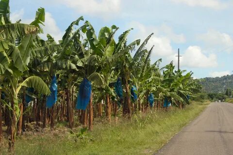 File:Banana plantation - Flickr - exfordy.jpg - Wikimedia Co