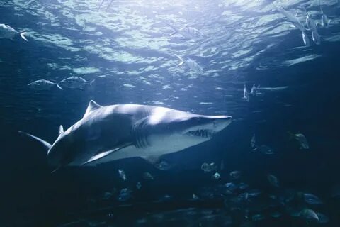 Shark Tank Pictures Download Free Images on Unsplash