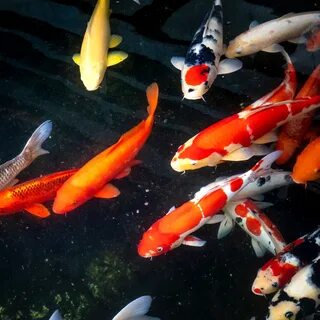 Koi Fish Facts Koi Fish For Sale Next Day Koi