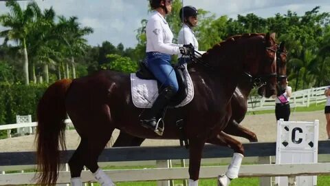 Rohannah - 2006, 16.2 Hanoverian mare schooling GP - YouTube