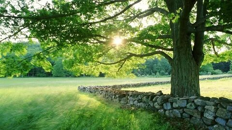 Tree, green leaves, grass, rocks, sun rays, summer 640x960 i