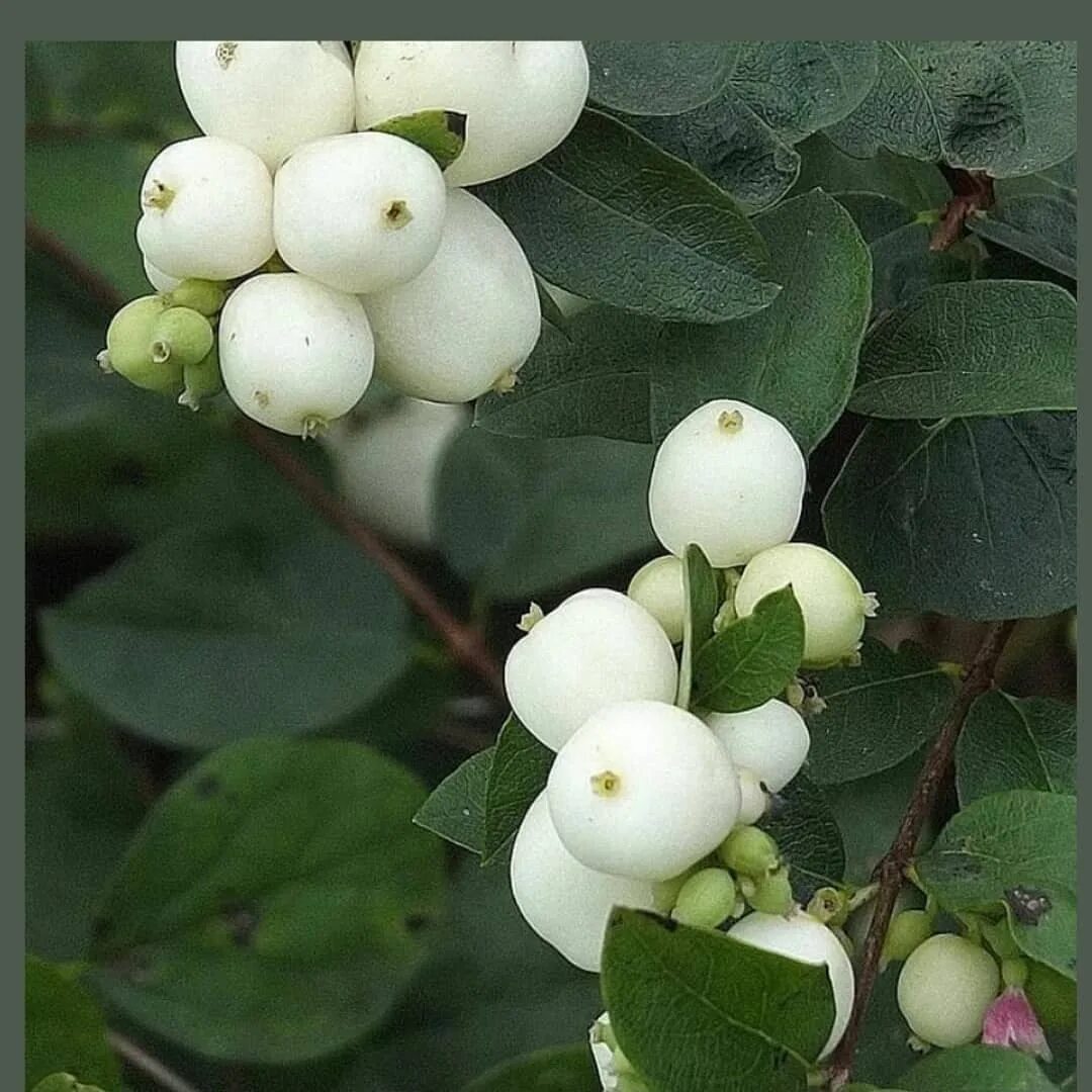 раст белые ягоды фото 17