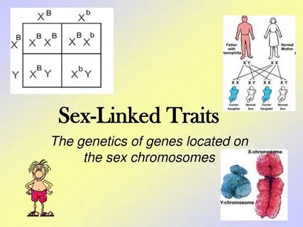 PPT - Sex-Linked Traits PowerPoint Presentation, free downlo