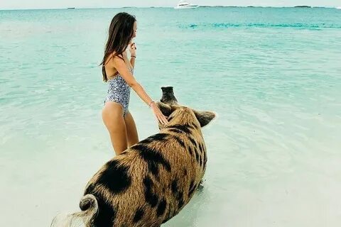 Intimate Pig Beach Excursion to Exuma Swimming Pigs has 7 St