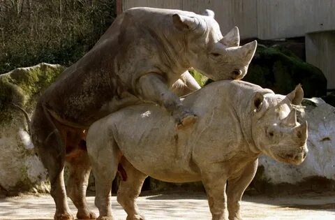 Ein Jungbulle paart sich mit einer Rhinozeros-Dame. Die Trag