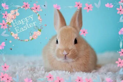 freetoedit bunny flowers easter image by @maddyw3