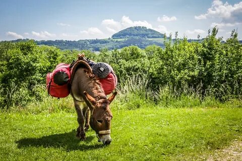 Hochstaufen Donkey Trekking - Free photo on Pixabay