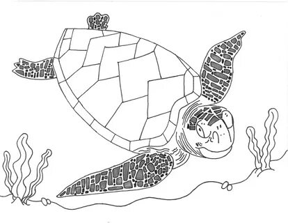 Sea Turtle Line Drawing at PaintingValley.com Explore collec