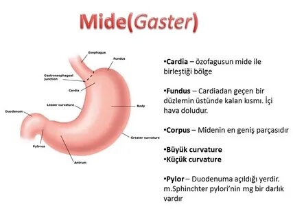 Sindirim Sistemi Anatomisi - İstanbul Elcerrahisi