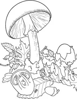 Изображение белых грибов можно использовать для раскраски.