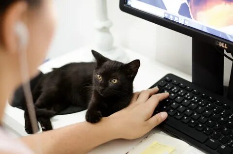 Cat Blogging 101 - Modern Cat
