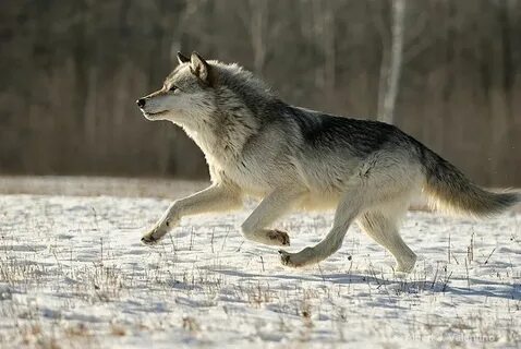 Wolf-Running-4.jpgzoom=1.jpg ImageBan.ru - Надёжный фотохост