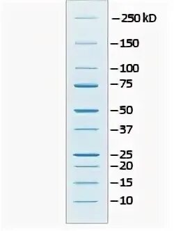 Protein Ladders and Standards (Markers) Bio-Rad