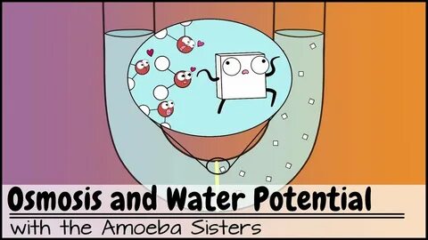 Osmosis and Water Potential (Updated) - YouTube