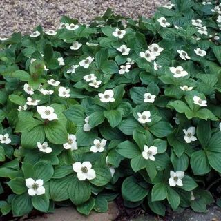 Cornus canadensis Garden shrubs, White flower farm, Shrubs