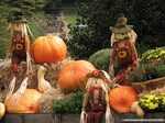 Autumn Display : Scarecrow & Pumpkins Wallpapers .pumpkins &