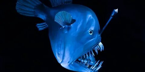 BBC - Earth Deep sea creatures, Cool sea creatures, Deep sea