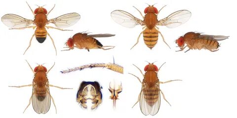 Drosophila (Sophophora) takahashii Sturtevant, 1927.