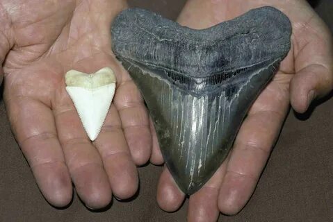 10 Interesting Facts About Megalodon