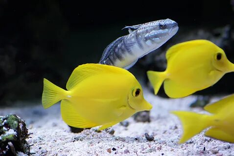 Yellow and Silver Marine Fish image - Free stock photo - Pub