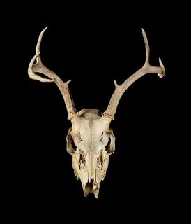 Deer Skull Still Life Photograph by Steve Snowden Fine Art A