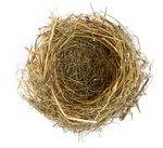 Collection of Empty Nest PNG. PlusPNG